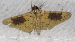 Conogethes semifascialis