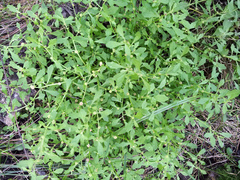 Centipeda minima minima