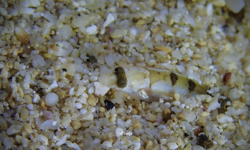 Cook's sand stargazer (Crystallodytes cookei) — Creediidae