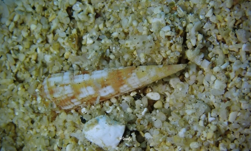 Myurella nebulosa observed 2023-07-22
