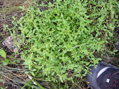 Centipeda minima minima