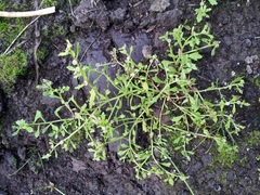 Centipeda minima minima