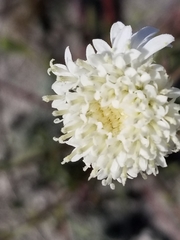 Chaenactis fremontii