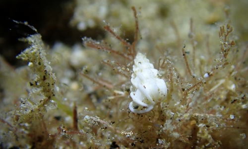 Epitonium replicatum, 2023-07-30