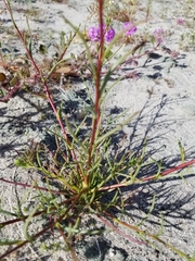 Chaenactis fremontii