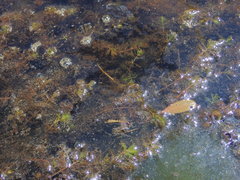 Myriophyllum triphyllum