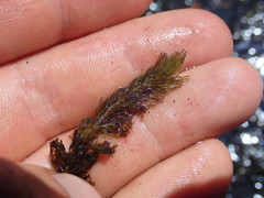 Myriophyllum triphyllum