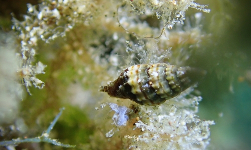Vexillum diutenerum observed 2023-07-30
