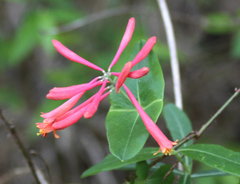 Lonicera sempervirens sempervirens