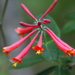 Trumpet Honeysuckle - Photo (c) Lindsey Smith, some rights reserved (CC BY-NC), uploaded by Lindsey Smith
