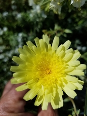 Malacothrix glabrata