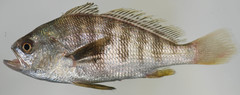 Banded Drum photo 4