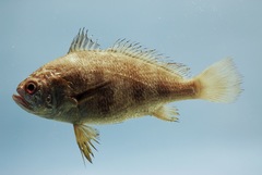 Banded Drum photo 5