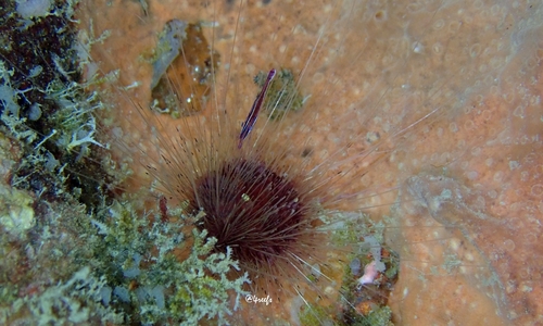 Lissodiadema purpureum, 2023-07-30