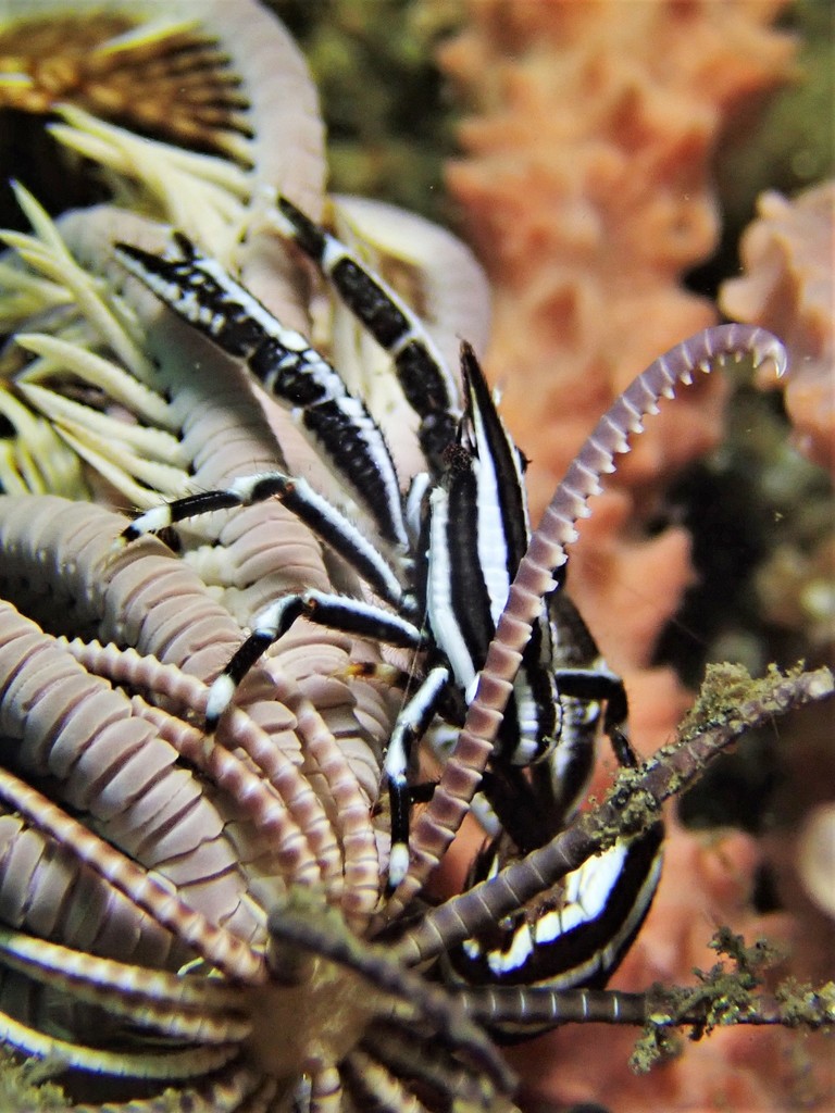 Elegant Squat Lobster