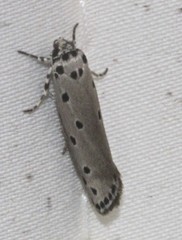 Ethmia heptasema