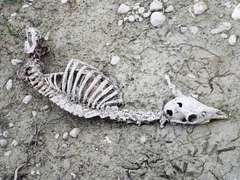 Odocoileus virginianus texanus