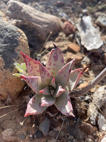 Dudleya gatesii