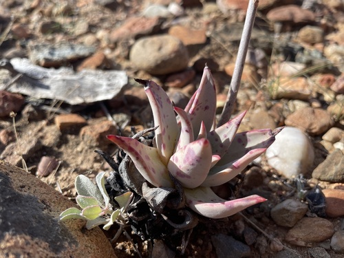 Dudleya gatesii