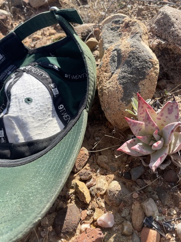 Dudleya gatesii