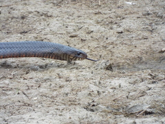 Odocoileus virginianus texanus