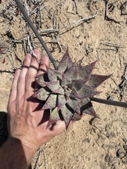 Dudleya gatesii