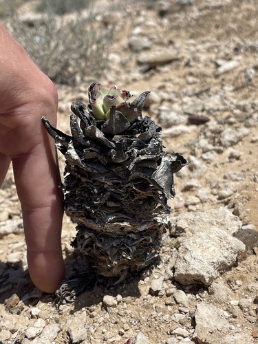 Dudleya gatesii