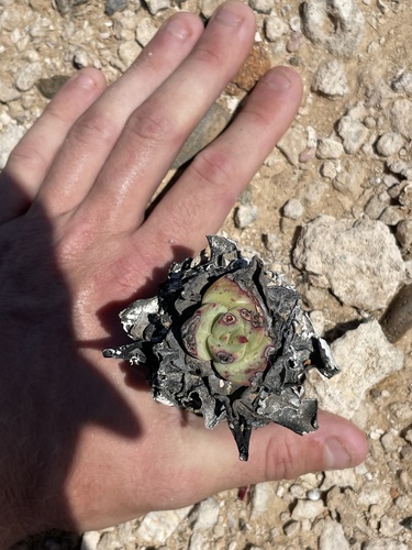 Dudleya gatesii