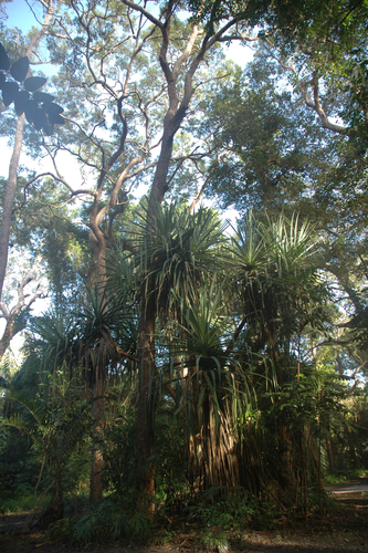 Pandanus brookei, 2008-06-13