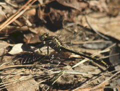 Phanogomphus oklahomensis