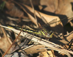 Phanogomphus oklahomensis