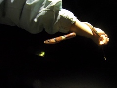 Cemophora coccinea coccinea