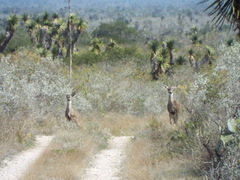 Odocoileus virginianus texanus