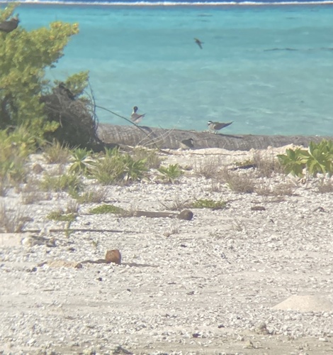Spectacled Tern (Onychoprion lunatus), photo 4