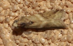 Ptyomaxia trigonogramma