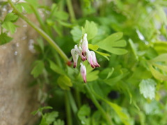 Fumaria capreolata