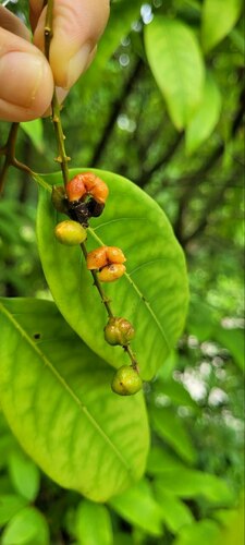 Mischocarpus sundaicus observed 2023-09-11