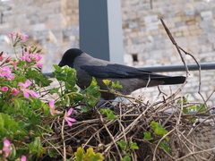 Corvus cornix