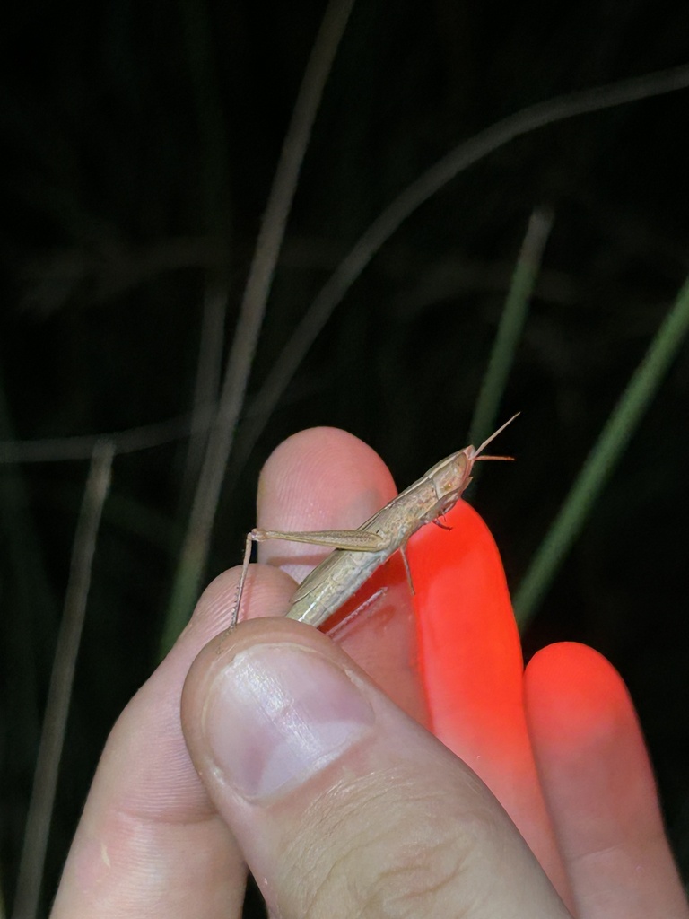 Hepalicina