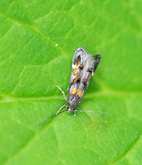 Mompha raschkiella