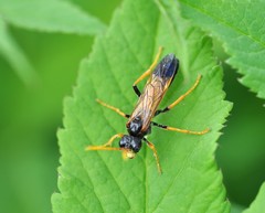 Tenthredo campestris