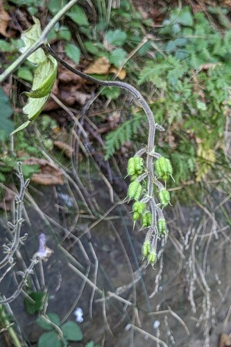 Aconitum alboviolaceum, photograph 5