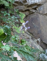 Aconitum alboviolaceum, photograph (c) Repina Tatyana, some rights reserved (CC BY)