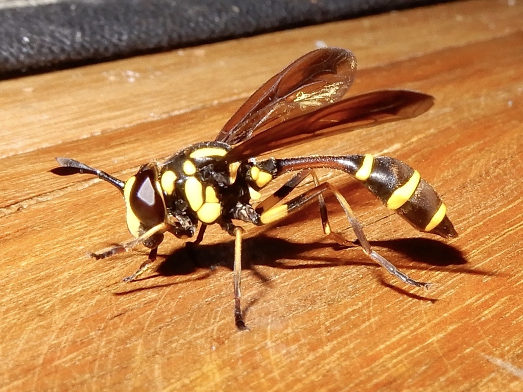 Monoceromyia flavoscutata