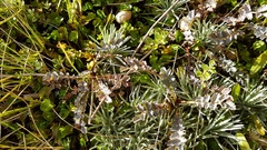 Acaena saccaticupula