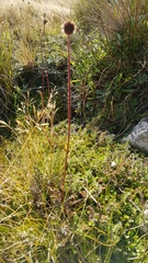 Acaena saccaticupula