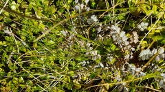 Acaena saccaticupula