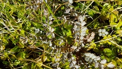 Acaena saccaticupula