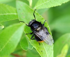 Volucella bombylans