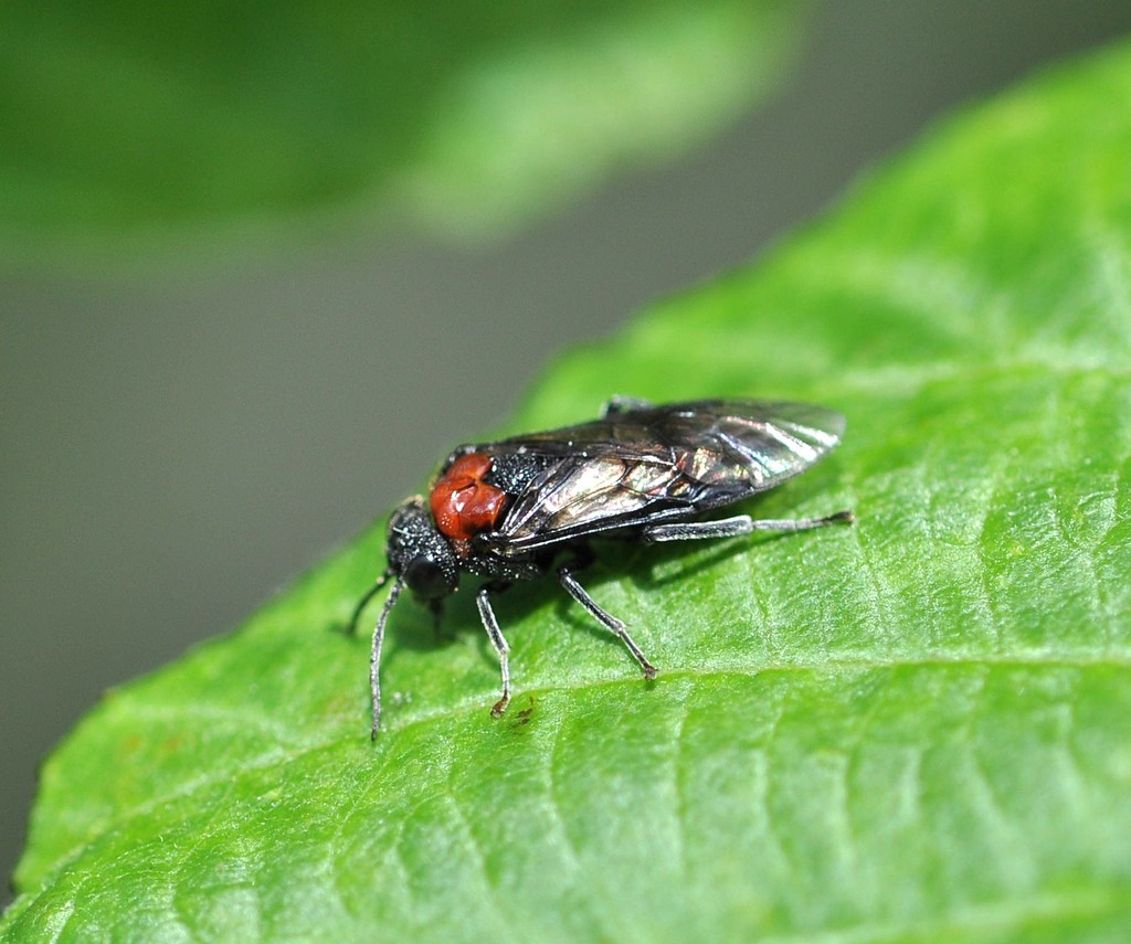 Eriocampa